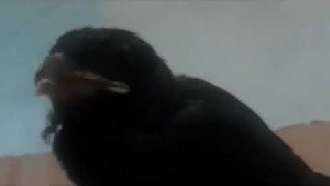 VIDEO ASLI MASTERAN TENGKEK BUTO GACOR JERNIH