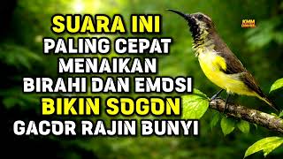 Download Lagu Mempercepat bunyi‼️ Pancingan sogon agar birahi dan emosi naik MP3