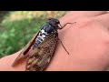 Hand ride Large Brown Cicada (Graptopsaltria nigrofuscata (Motschulsky, 1866))