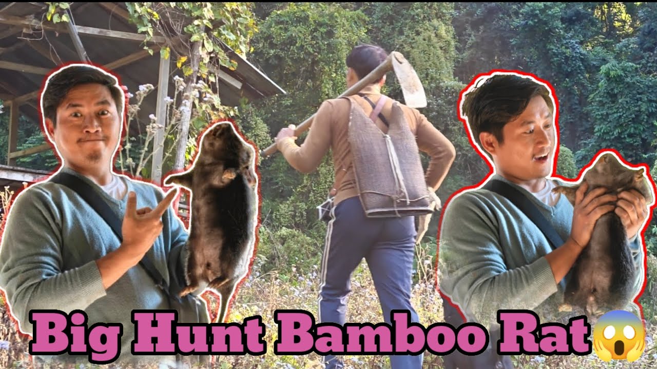 Bamboo Rat Hunting at my Village || Village Daily Life | YouTube Vlog || Subscribe & Support youtube