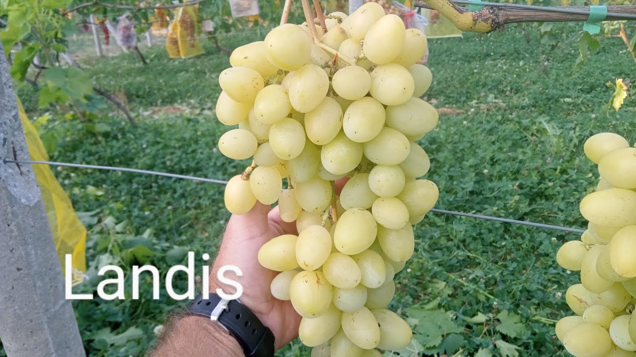 Csemegeszőlő őszi előmetszése , új fajták