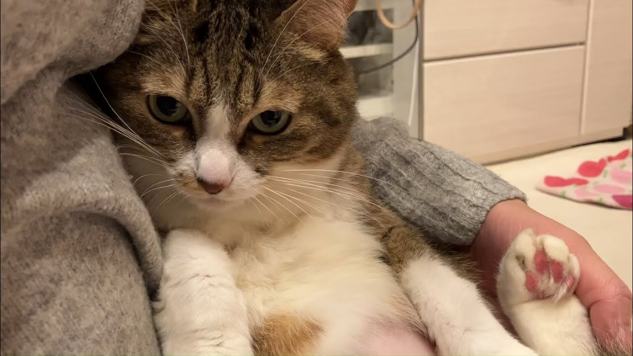 これから顎を洗われる猫