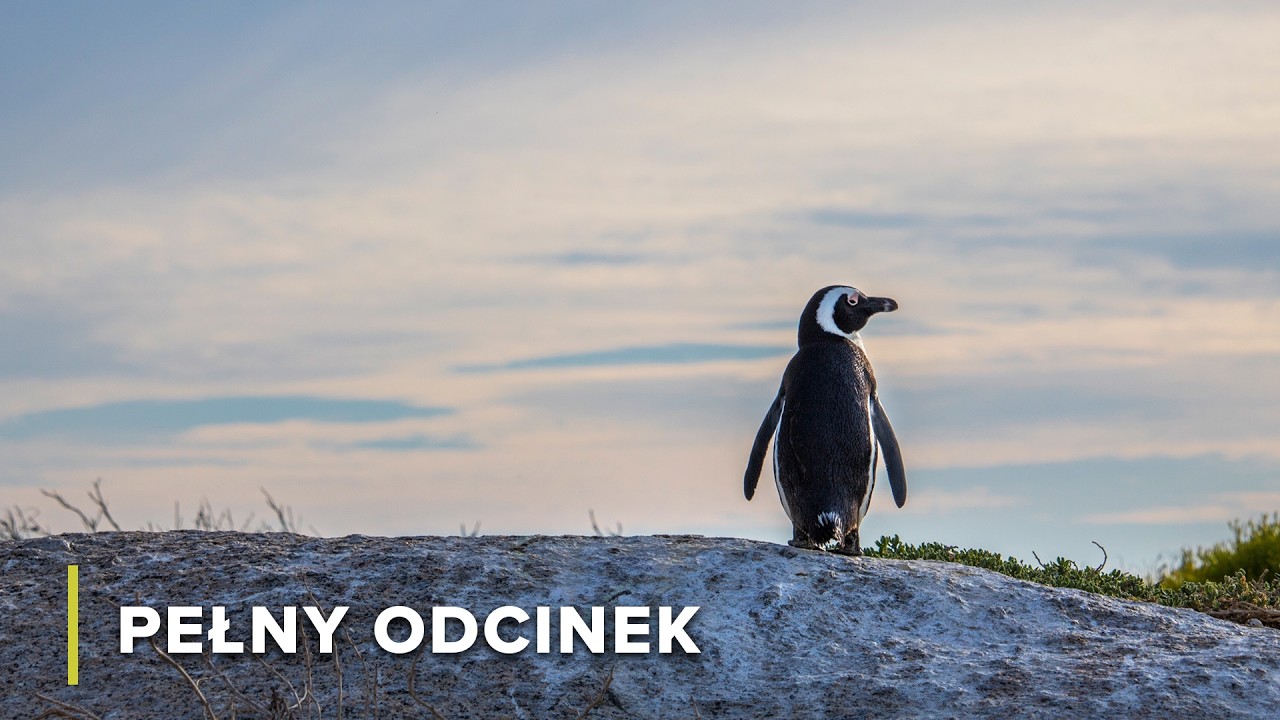 Południowa Afryka: Słonie i Góra Stołowa | Wielkie Parki Afryki 101+102