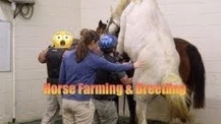 🐎 Powerful Horse Breeding 🤝 | Strong Stallion & Mare | Natural Horse Mating