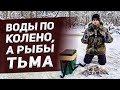 ВОДЫ ПО КОЛЕНО - А РЫБЫ ТЬМА !!! ВОТ ТАК ПОПАЛ НА НА РАЗДАЧУ !!!  ЛОВЛЯ ОКУНЯ НА ЗИМНЮЮ УДОЧКУ !!!