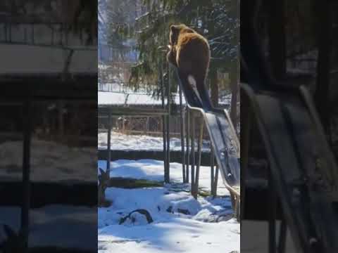 Мишка вспомнил детство