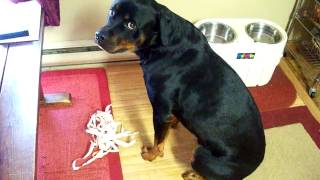 Rottweiler gets caught and is very sorry #short #shorts #shortvideo