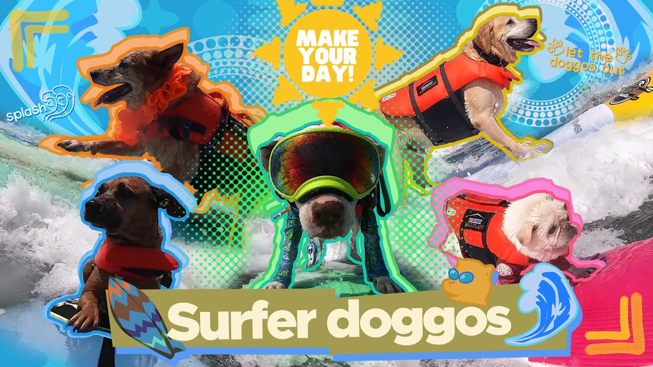 Surfer doggos | Make Your Day