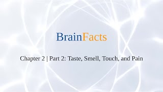 Brain Facts Chapter 2 Questions (Part 2: Taste, Smell, Touch, and Pain)