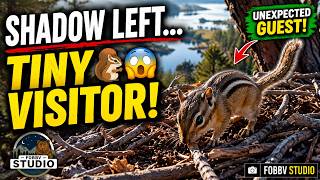 🐿️ The Moment Shadow Left    An Unexpected Tiny Visitor Took Over the Nest! 🦅😲