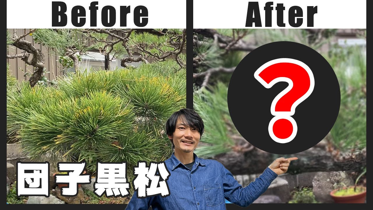 Pruning Japanese Black Pine] How to neatly trim the messy branches
