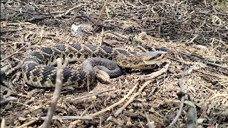 víbora de cascabel cola negra crotalus molossus #serpiente#culebra