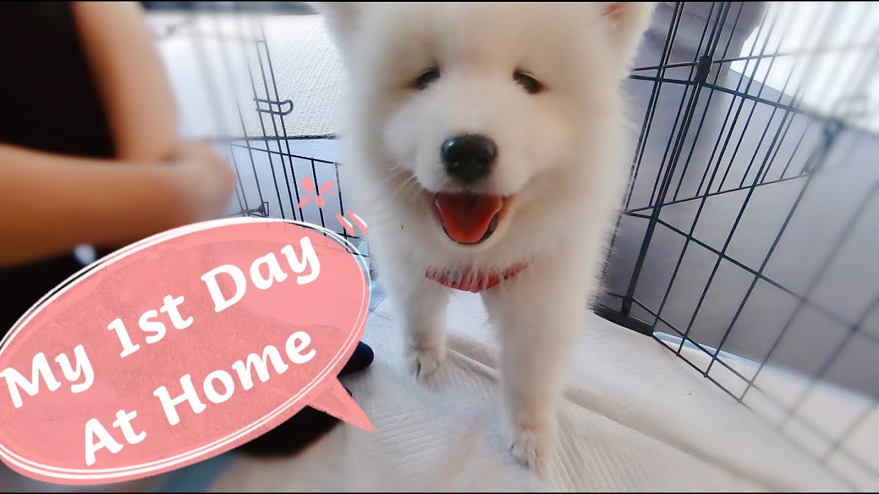Samoyed Puppy First Day at Home | Ha..So Cute!