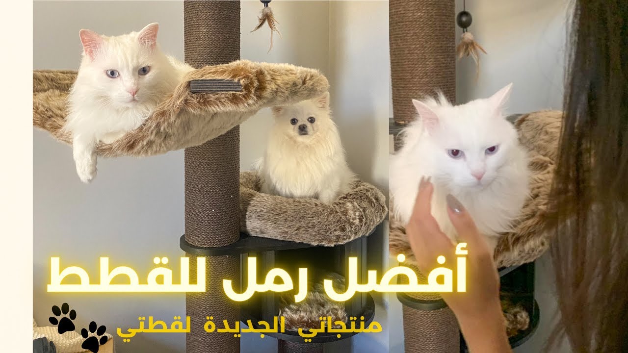 منتجاتي الجديدة لقطي (افضل نوع رمل للقطط!) | My New Cat Products (BEST CAT LITTER!)