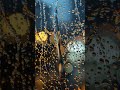 Rain on Window Ambience — 45 Second Preview | Full 6H on Channel #Shorts