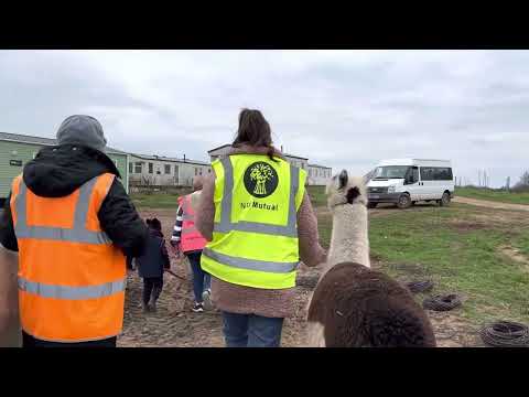 Part 2, The birthday surprise for India and Oscar at Knightley Alpaca Trekking Experience