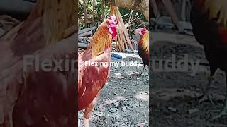 My Two little buddy.