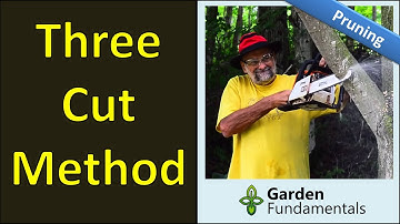 Three Cut Method 🔪👙✂️ How to Prune a Tree Correctly