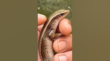 Giúp đỡ rắn mối #shorts #short