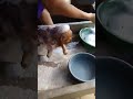Bañándose por primera vez 😍🐶🥰