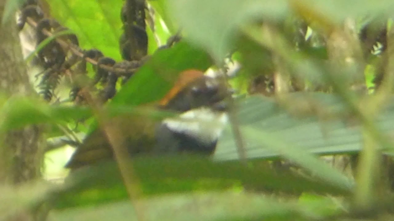 Arremon bruneinucha, CHESTNUT CAPPED BRUSHFINCH