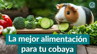 Estás Alimentando Bien A Tu Cobaya? Descúbrelo Aquí