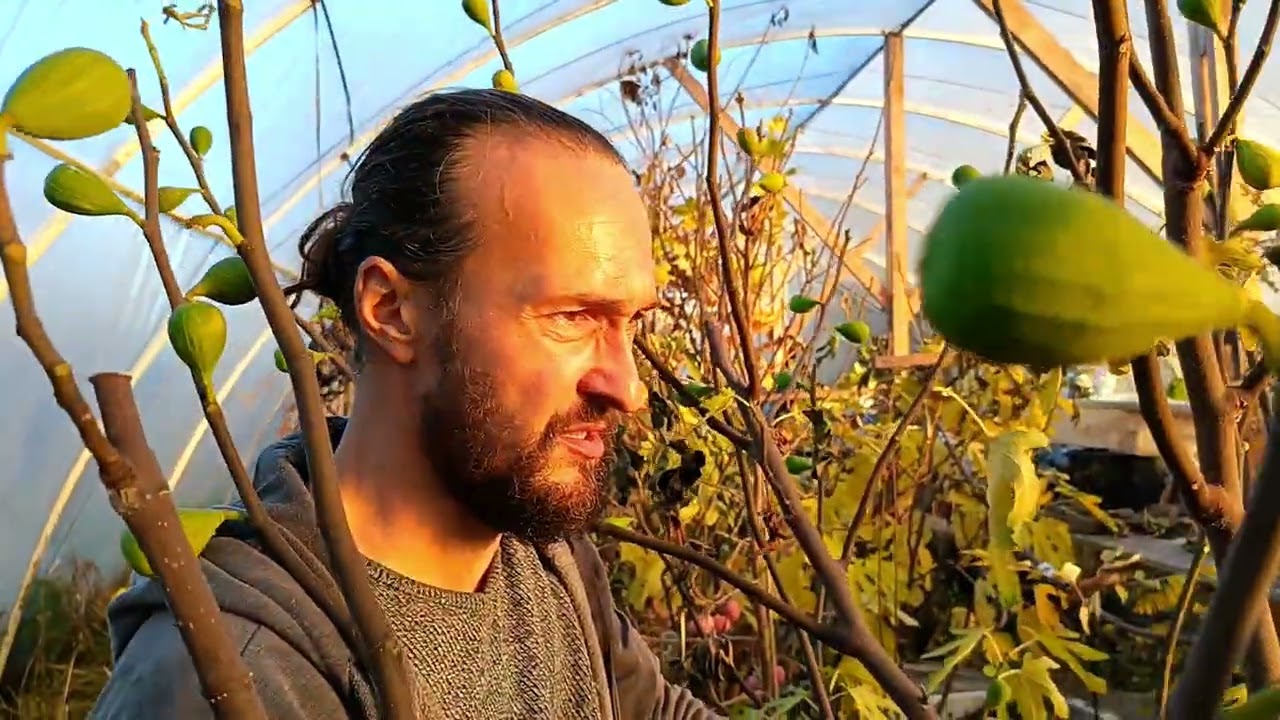 Последние деликатесы  ноября в Беларуси: хурма, инжир и болотница