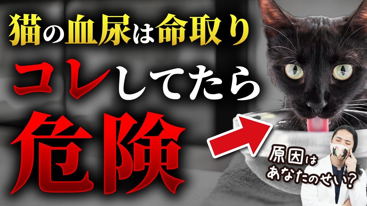 猫 血尿 元気 は ある