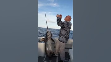 Swordfish is no JOKE!