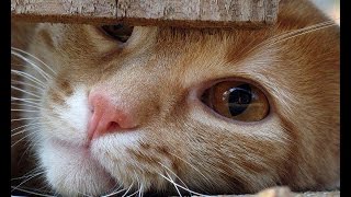 Смешные коты и кошки. Самая свежая подборка видео о смешных котах и кошках. Funny cats compilation! Смешные коты и кошки. Самая свежая подборка видео о смешных котах и кошках. Funny cats compilation!