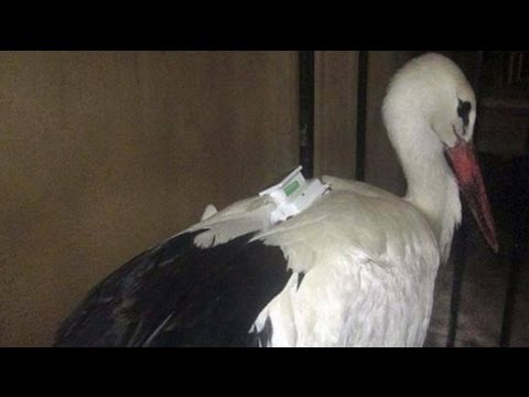 الطائر الجاسوس ينفي الاتهامات الموجهة إليه أمام النيابة