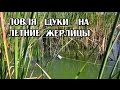 Рыбалка. Ловля щуки на летние жерлицы