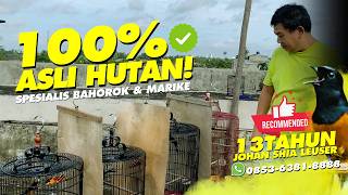 Download lagu 100% ASLI HUTAN‼️13 Tahun Leuser Bird Shop Spesialis Murai Batu Bahorok dan Marike Berkualitas
