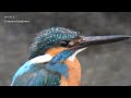 Common kingfisher | 4K | Japanese Wild Birds #japan #nature #wildbirds