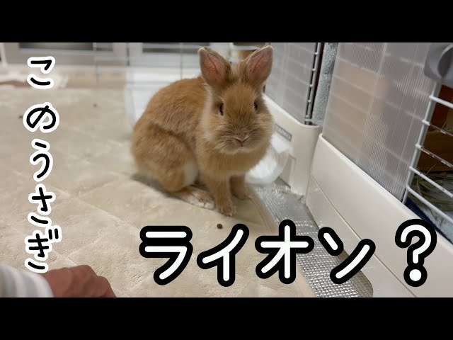 ライオンラビットは中身もライオンですww うさぎ ウサギ EP889 - YouTube