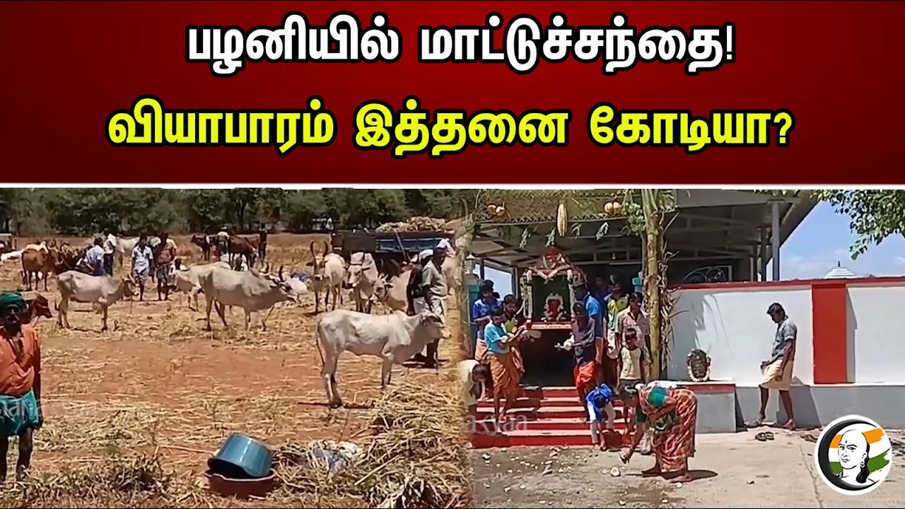பழனியில் மாட்டுச்சந்தை! வியாபாரம் இத்தனை கோடியா? | Palani Market