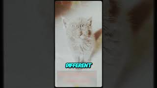 This Cat With Down Syndrome Stole Everyone s Heart
