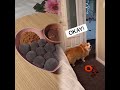 Part 3 Dad Tricks #SelfCareRoutine #petroutine #corgi #voiceover #funny #shorts #pov