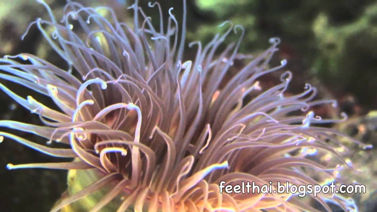 ดอกไม้ทะเล tube anemone YouTube