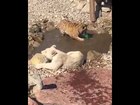 malkia park cena Tiger teaches white lions to enjoy the bath