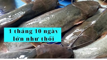 Nuôi cá trê trong hồ xây 2  m2 mật độ dày, sau 1 tháng mười ngày cá lớn như thổi.