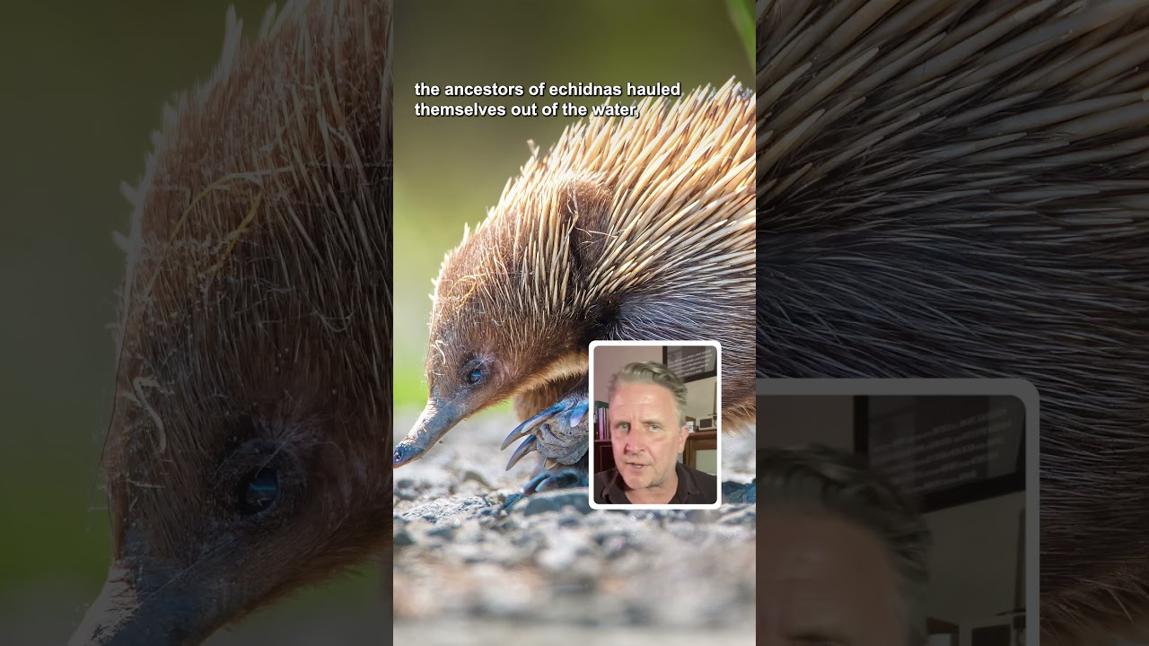 We got echidna evolution backwards