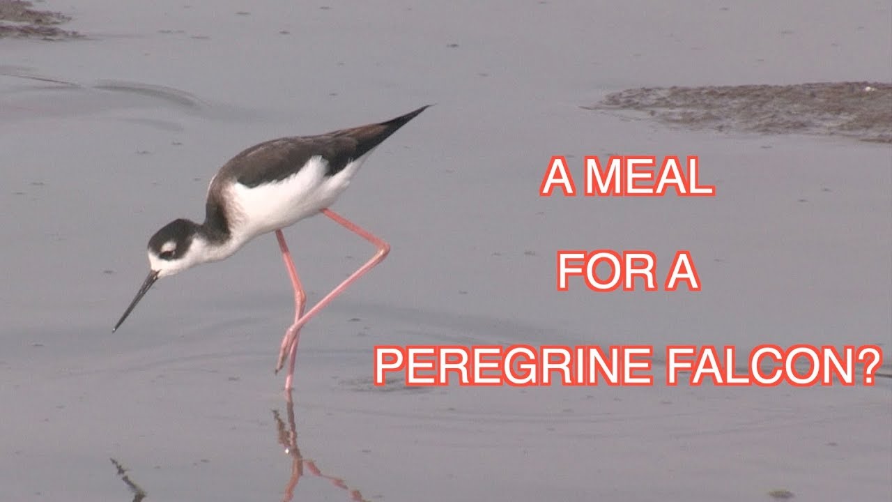 Black- necked Stilts ... and Peregrine Falcons: NARRATED