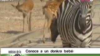 Conoce a un donkra bebé: Cruza de burro y cebra