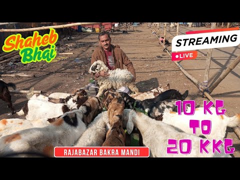 Rajabazar রাজাবাজার ছাগল .Thursday Mandi. ছাগল মান্দি রাজাবাজার ছাগল মান্দি Chagol Haat Kolkata.