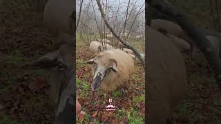 Koyun Çobanlığı, Düzköy/Trabzon