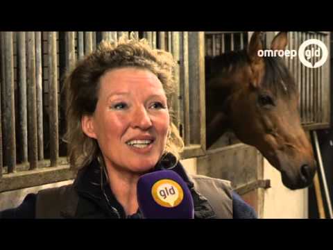 Waarom zijn de 400 dode varkens in Berkelland niet eerder ontdekt? - Omroep Gelderland