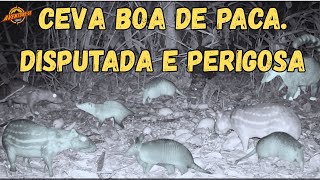 Ceva Boa De Paca. Disputada E Perigosa