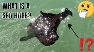 Black Beach Blob ?? Atlantic Black Sea Hare