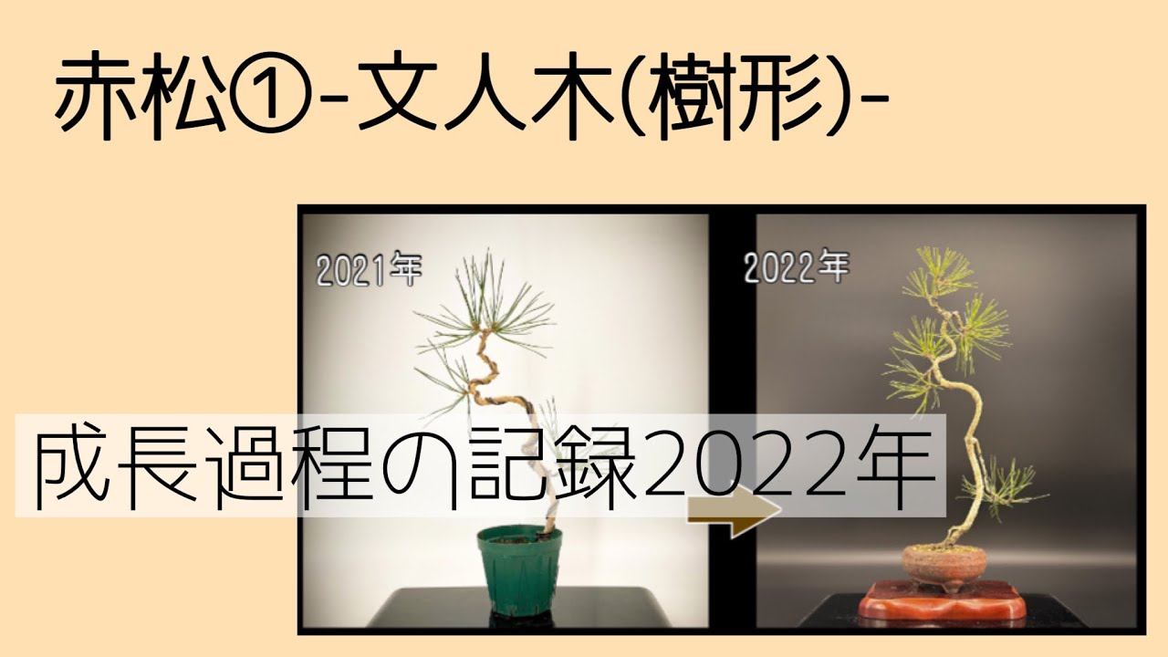 盆栽【赤松①-文人木(樹形)-】成長過程の記録2022年【Red Pine①